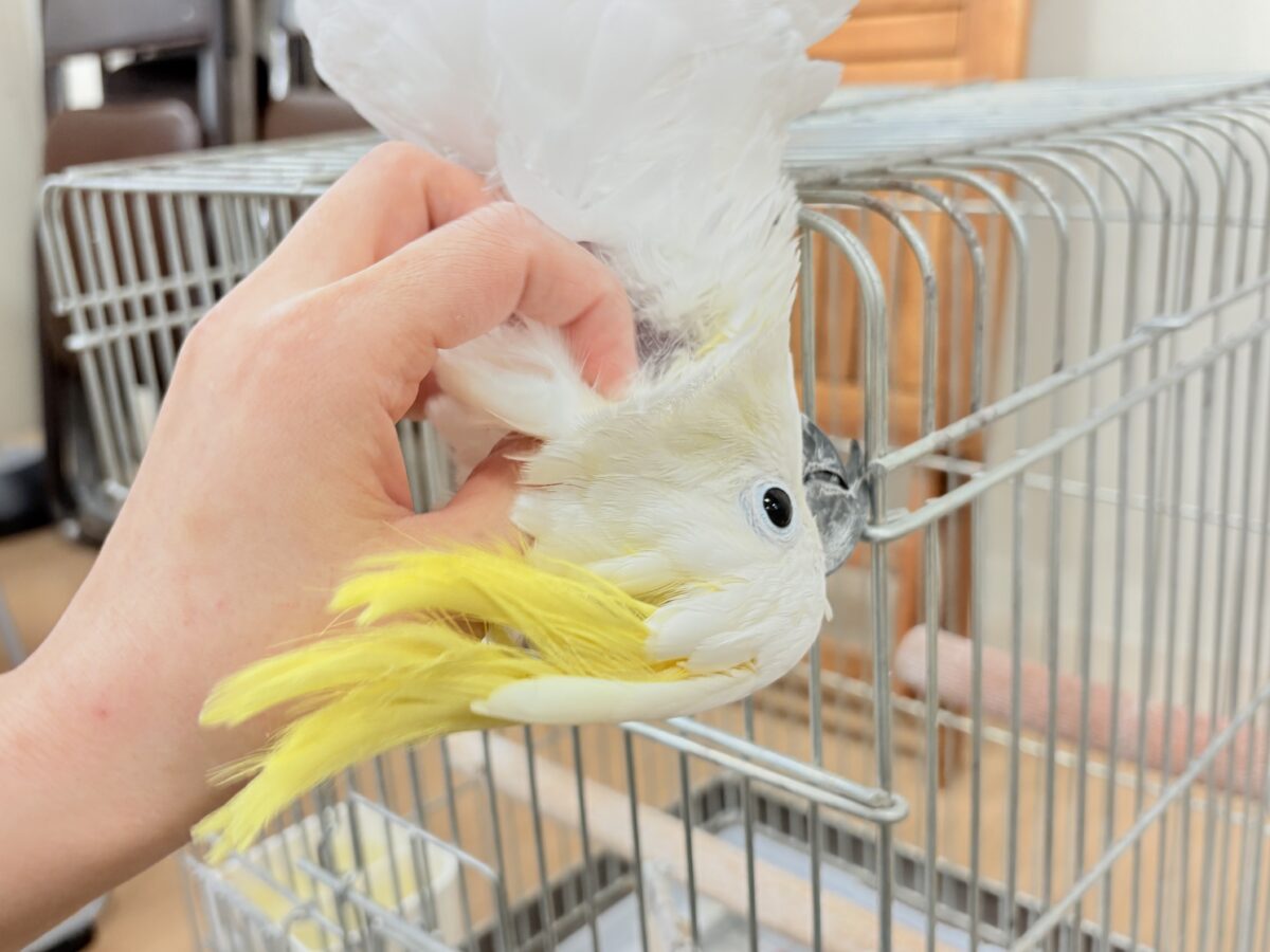 アルーキバタン