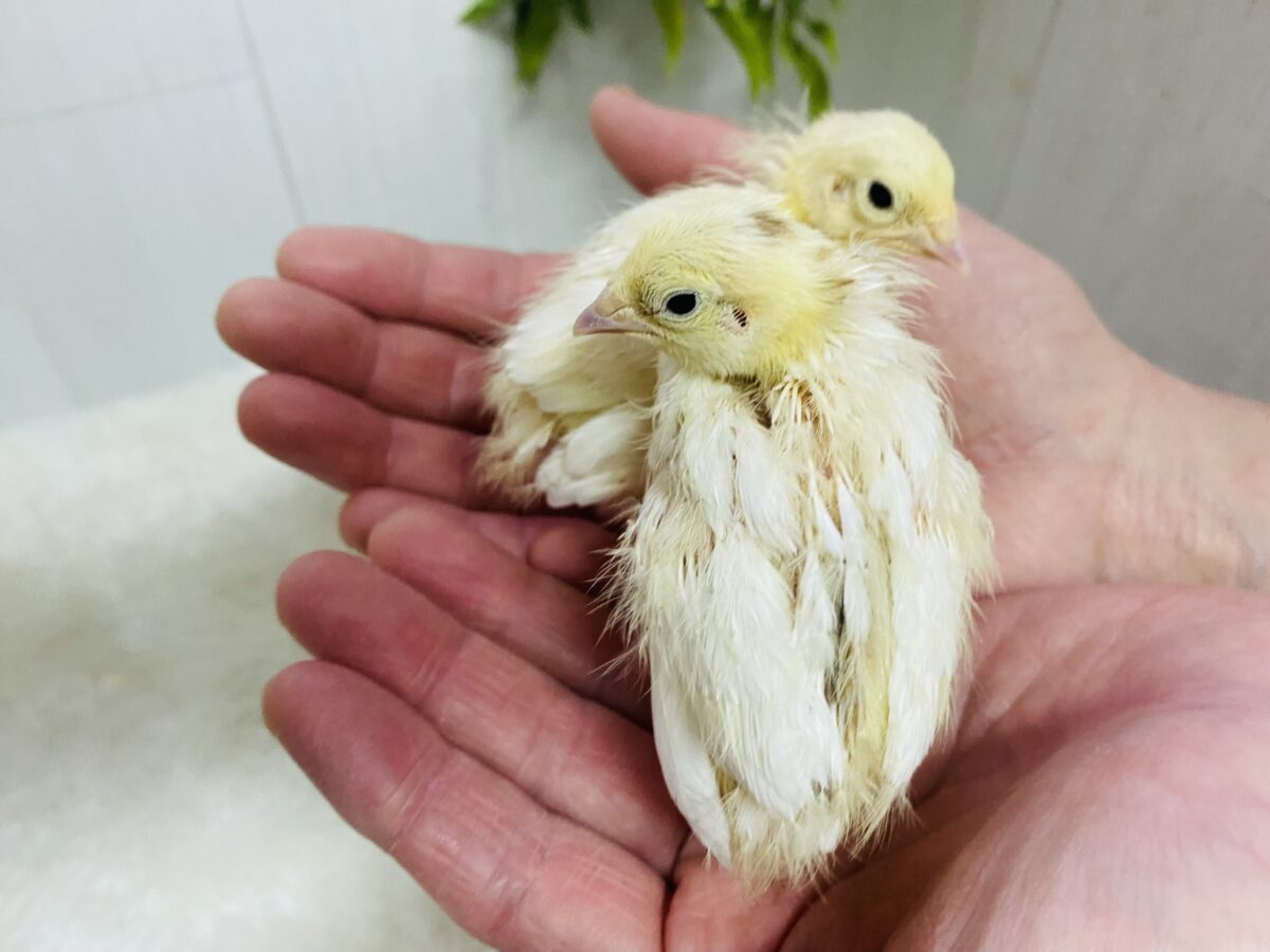 白ウズラ