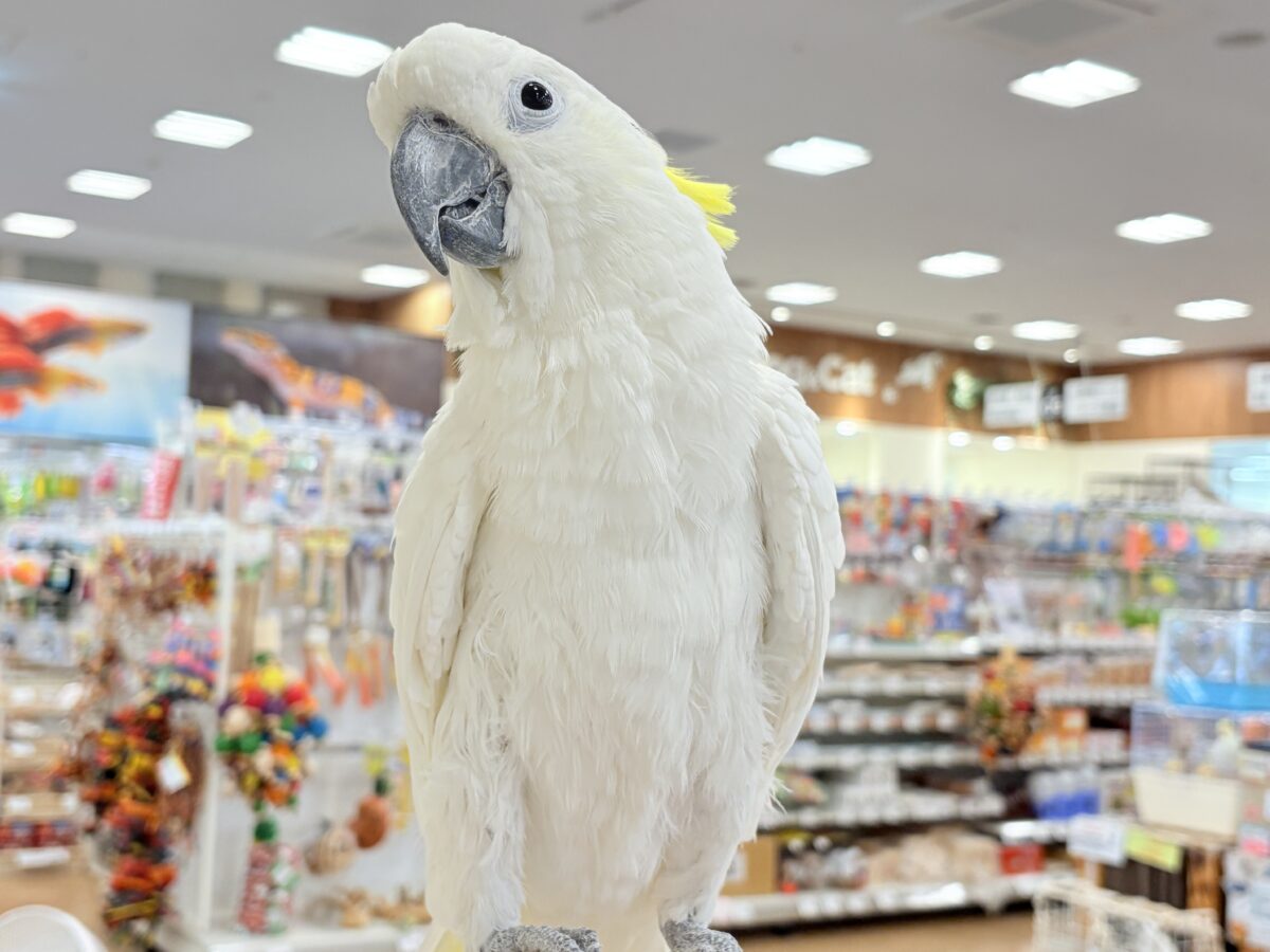 アルーキバタン