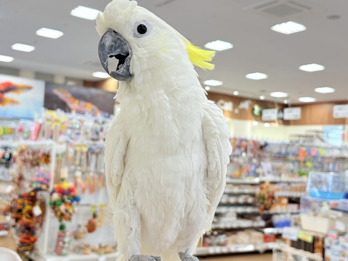 アルーキバタン