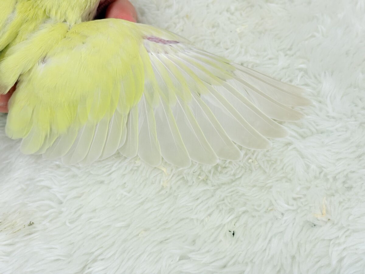 コザクラインコ（小桜インコ）