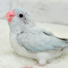 【最新画像更新🪄】なんだか違う？なにかが違う？🐣🩵マメルリハ(アメリカンホワイト) ヒナ