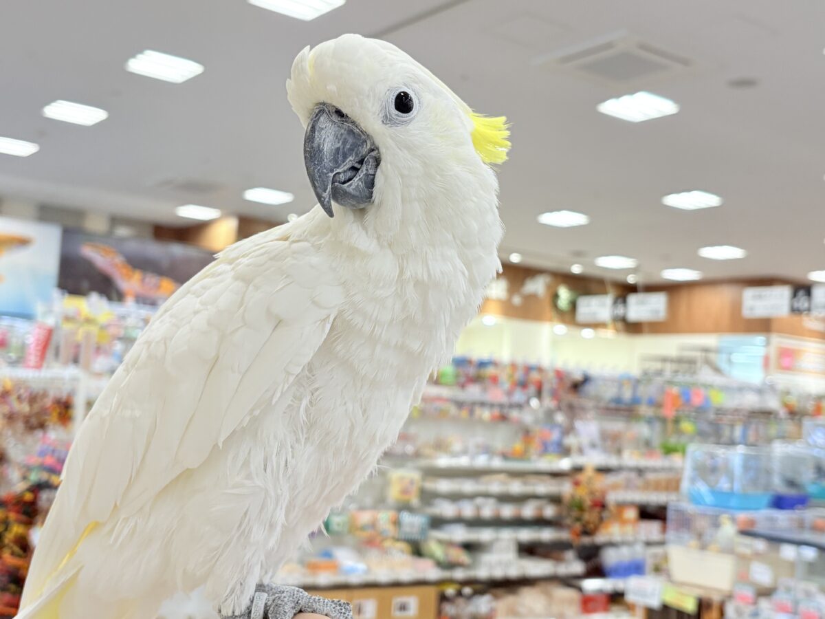 アルーキバタン