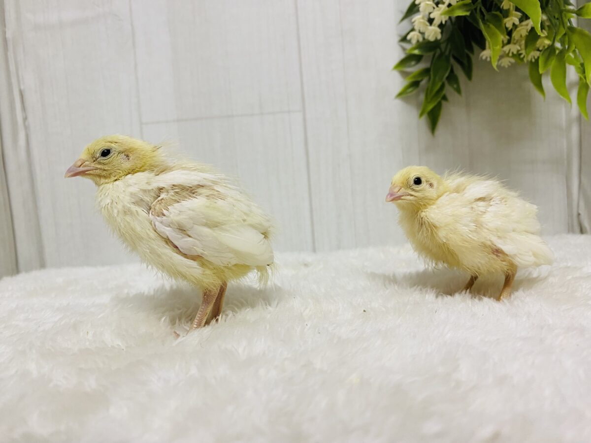 白ウズラ