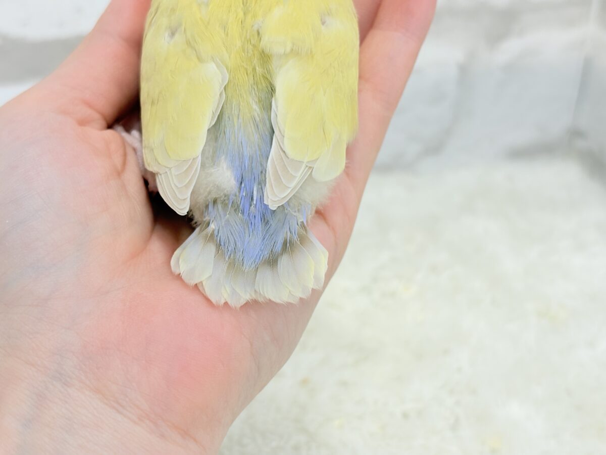 コザクラインコ（小桜インコ）