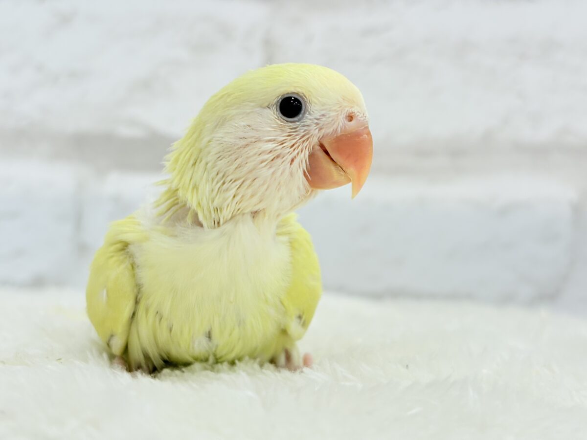 コザクラインコ（小桜インコ）