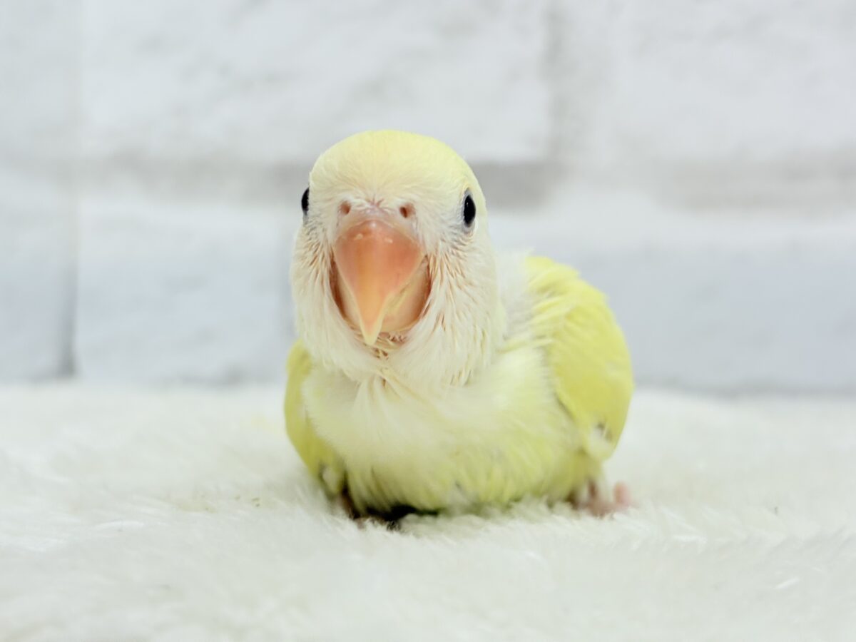 コザクラインコ（小桜インコ）