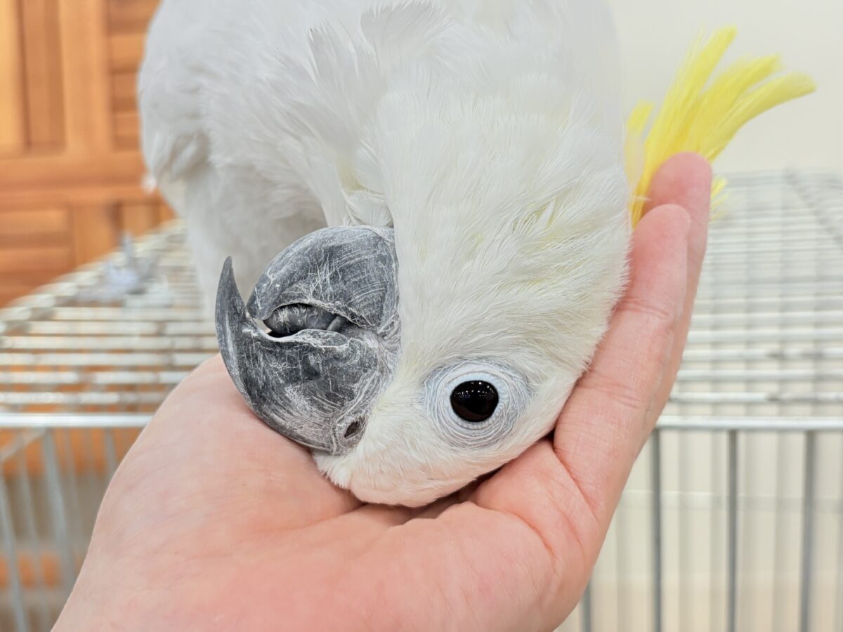 アルーキバタン
