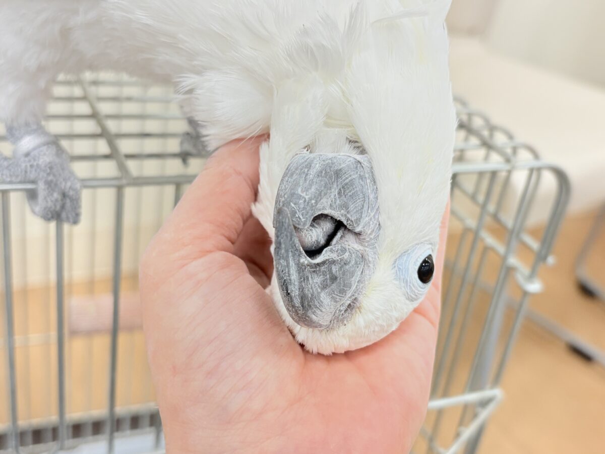 アルーキバタン