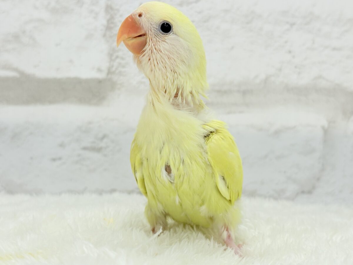 コザクラインコ（小桜インコ）