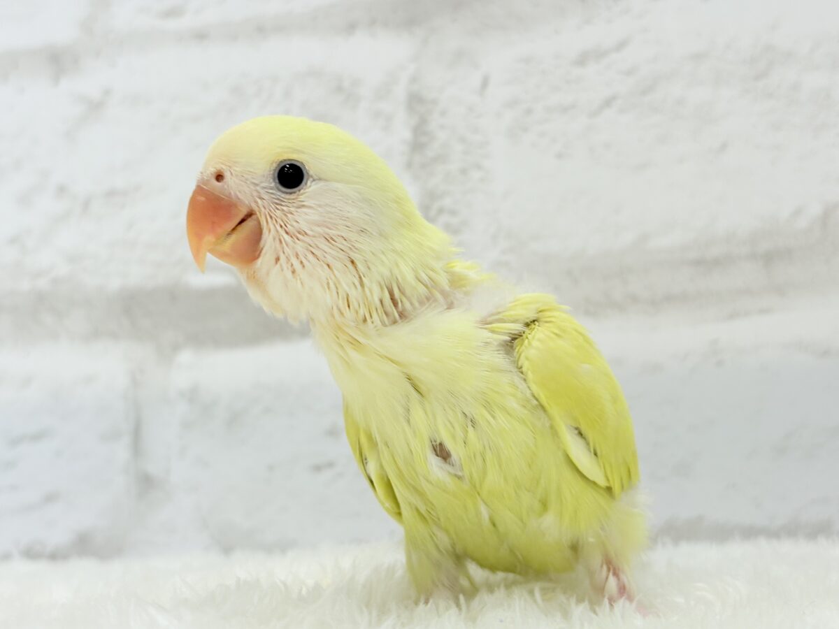 コザクラインコ（小桜インコ）