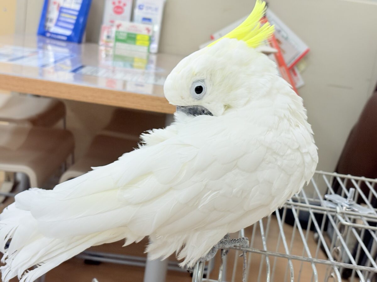アルーキバタン