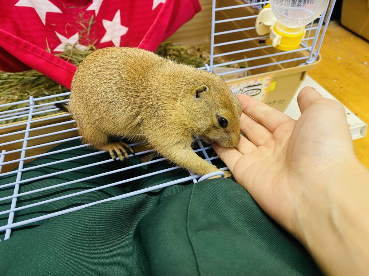 プレーリードッグ