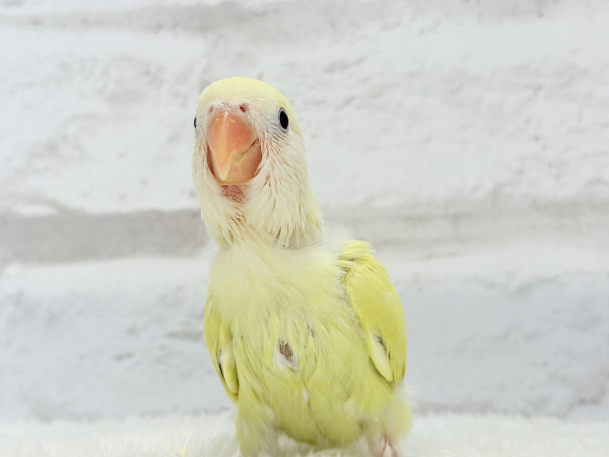 コザクラインコ（小桜インコ）