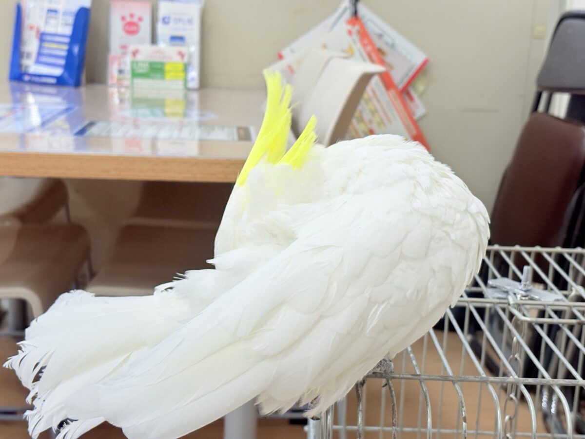 アルーキバタン