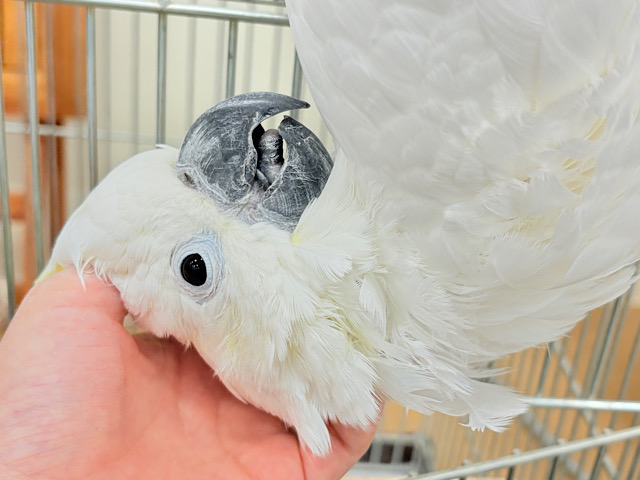 【最新画像・動画更新🪄】ハッピーオーラ🫧ノリノリあっくん🕊💛アルーキバタン(男の子)