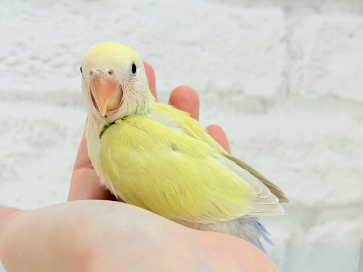 コザクラインコ（小桜インコ）