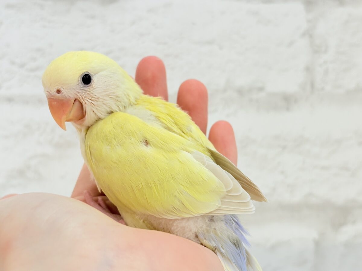 コザクラインコ（小桜インコ）