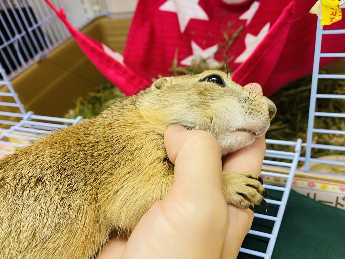 プレーリードッグ