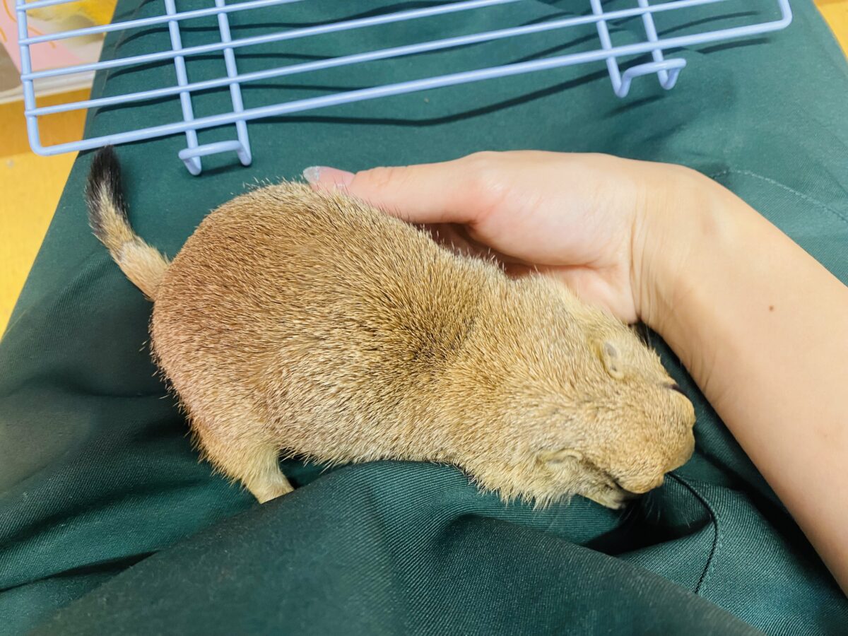 プレーリードッグ