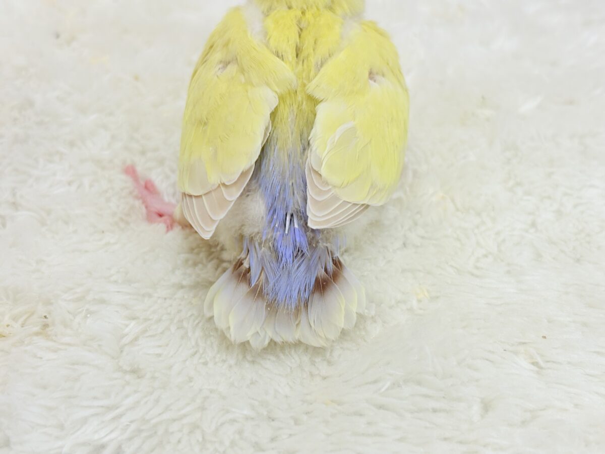 コザクラインコ（小桜インコ）