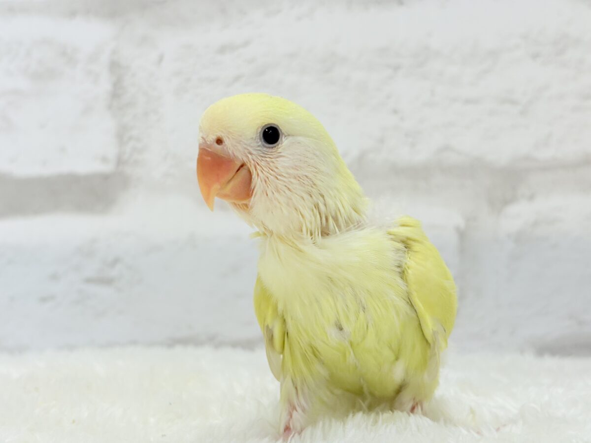 コザクラインコ（小桜インコ）
