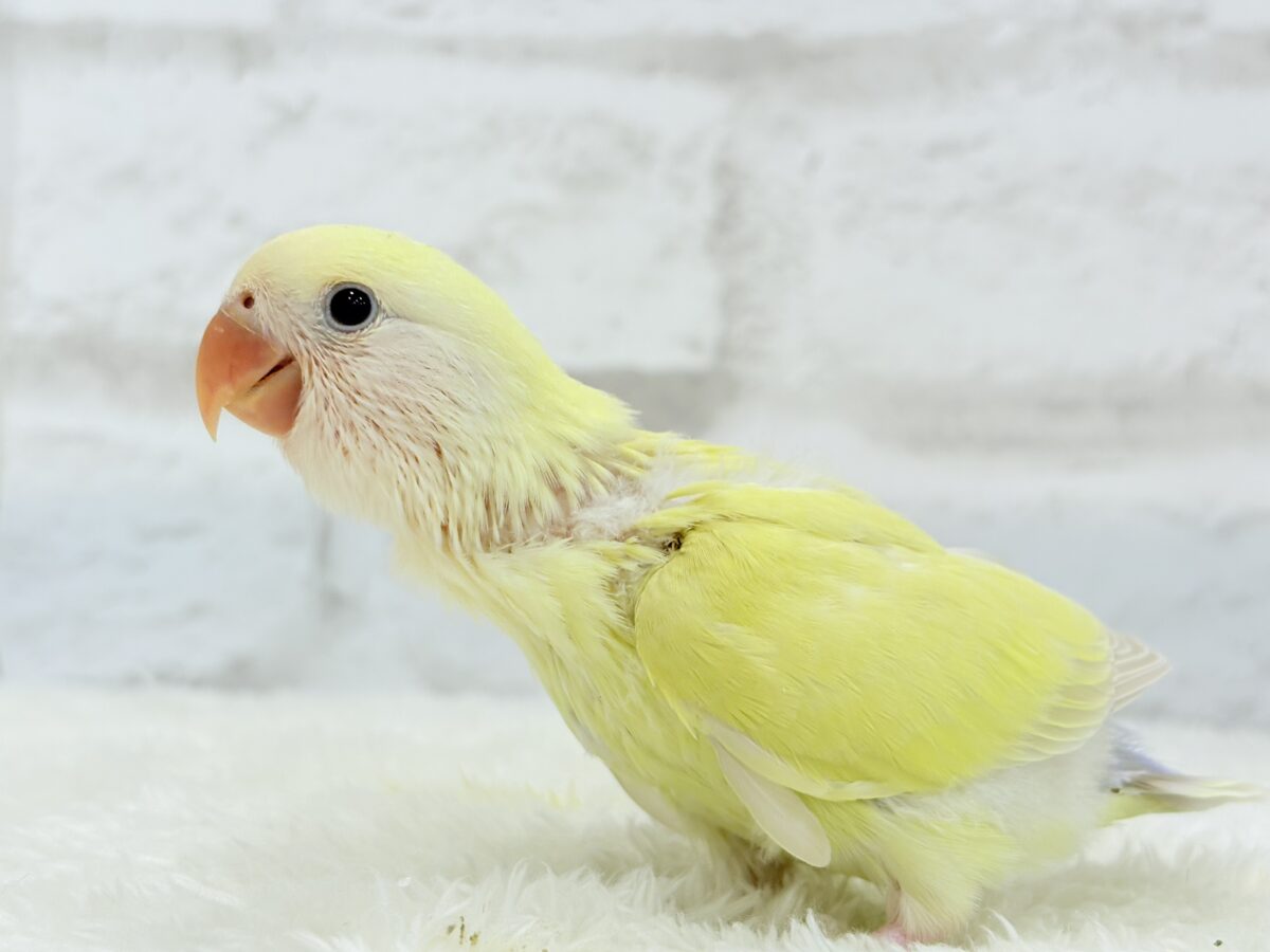 コザクラインコ（小桜インコ）