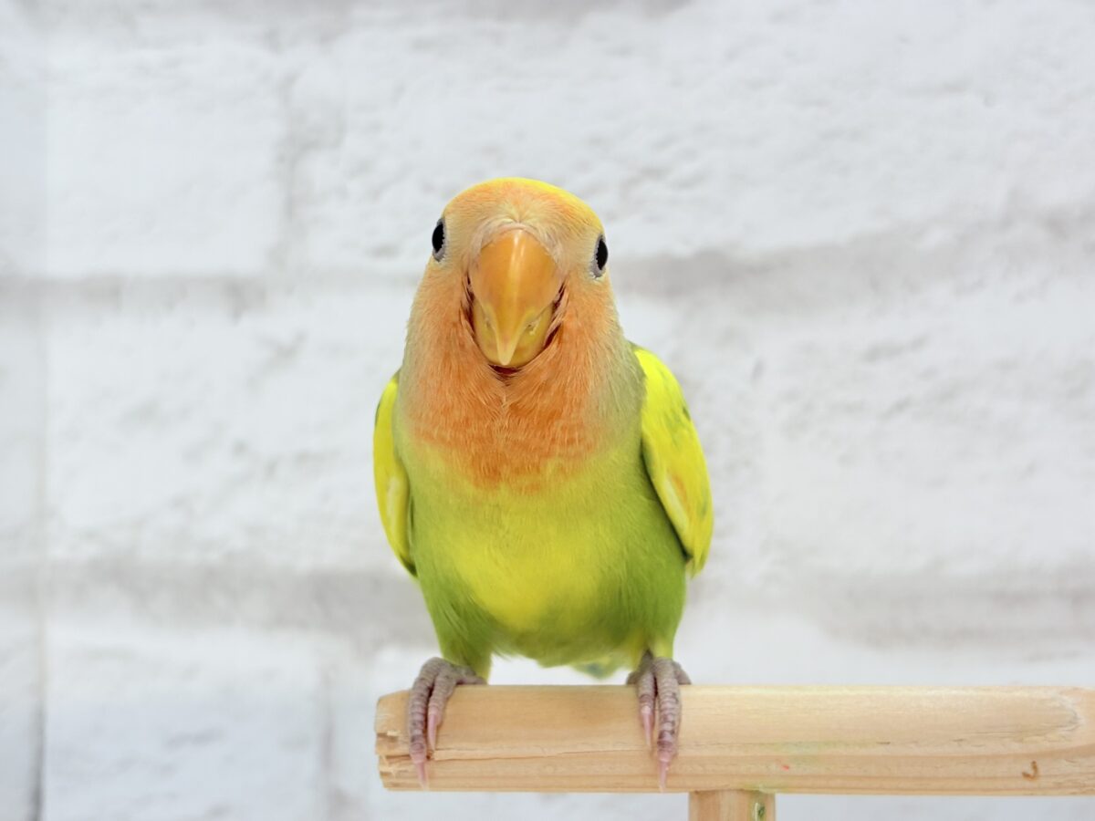 コザクラインコ（小桜インコ）