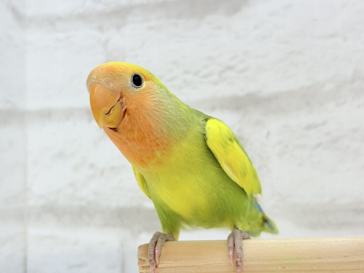 コザクラインコ（小桜インコ）