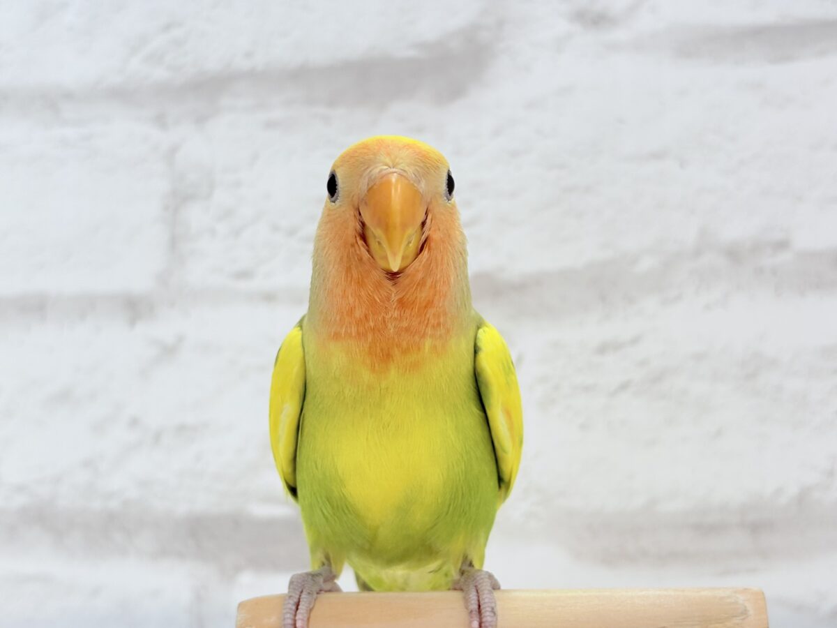【最新画像・動画更新🪄】きゅるるんおめめのハッピーコザたん🐣💐コザクラインコ(タイガーチェリー) ヒナ コザクラインコ(小桜インコ)