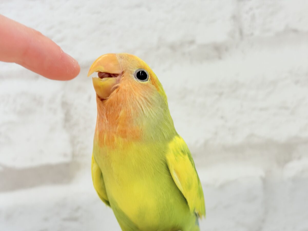 コザクラインコ（小桜インコ）