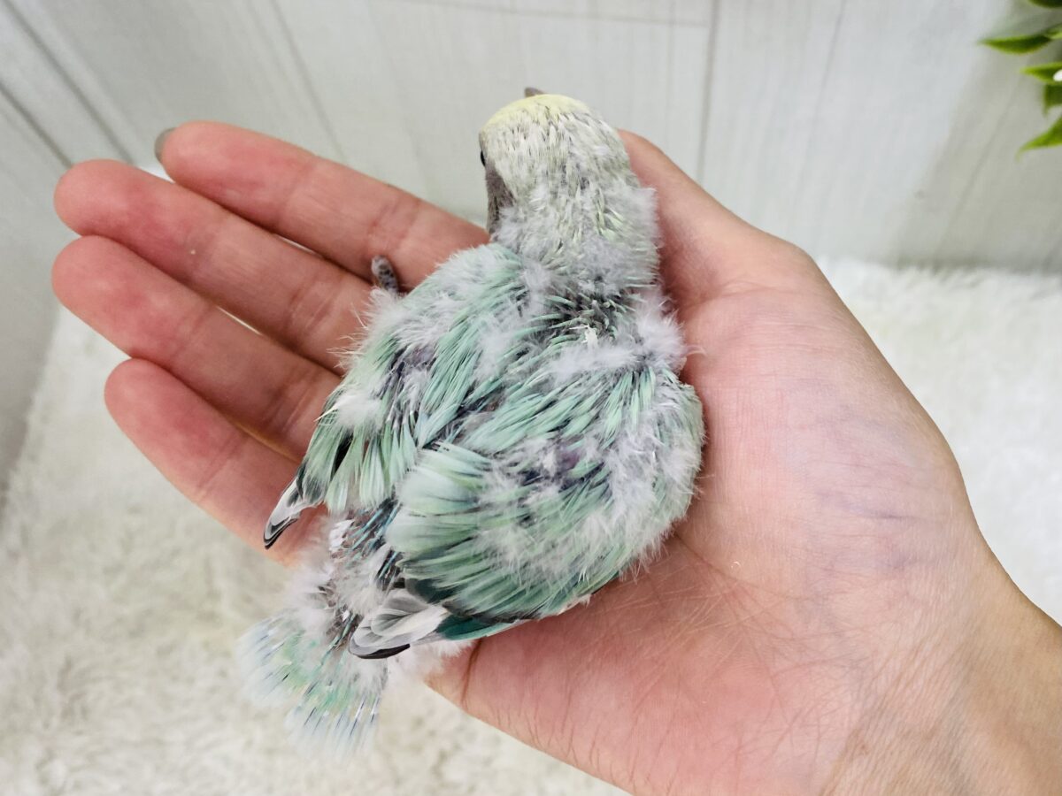コザクラインコ（小桜インコ）