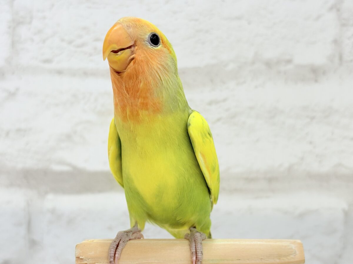 コザクラインコ（小桜インコ）