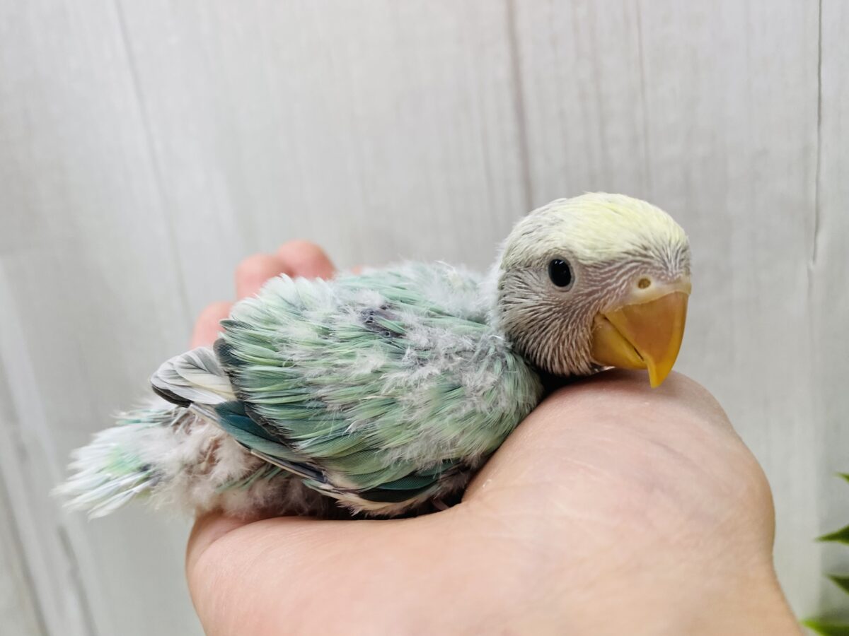 コザクラインコ（小桜インコ）