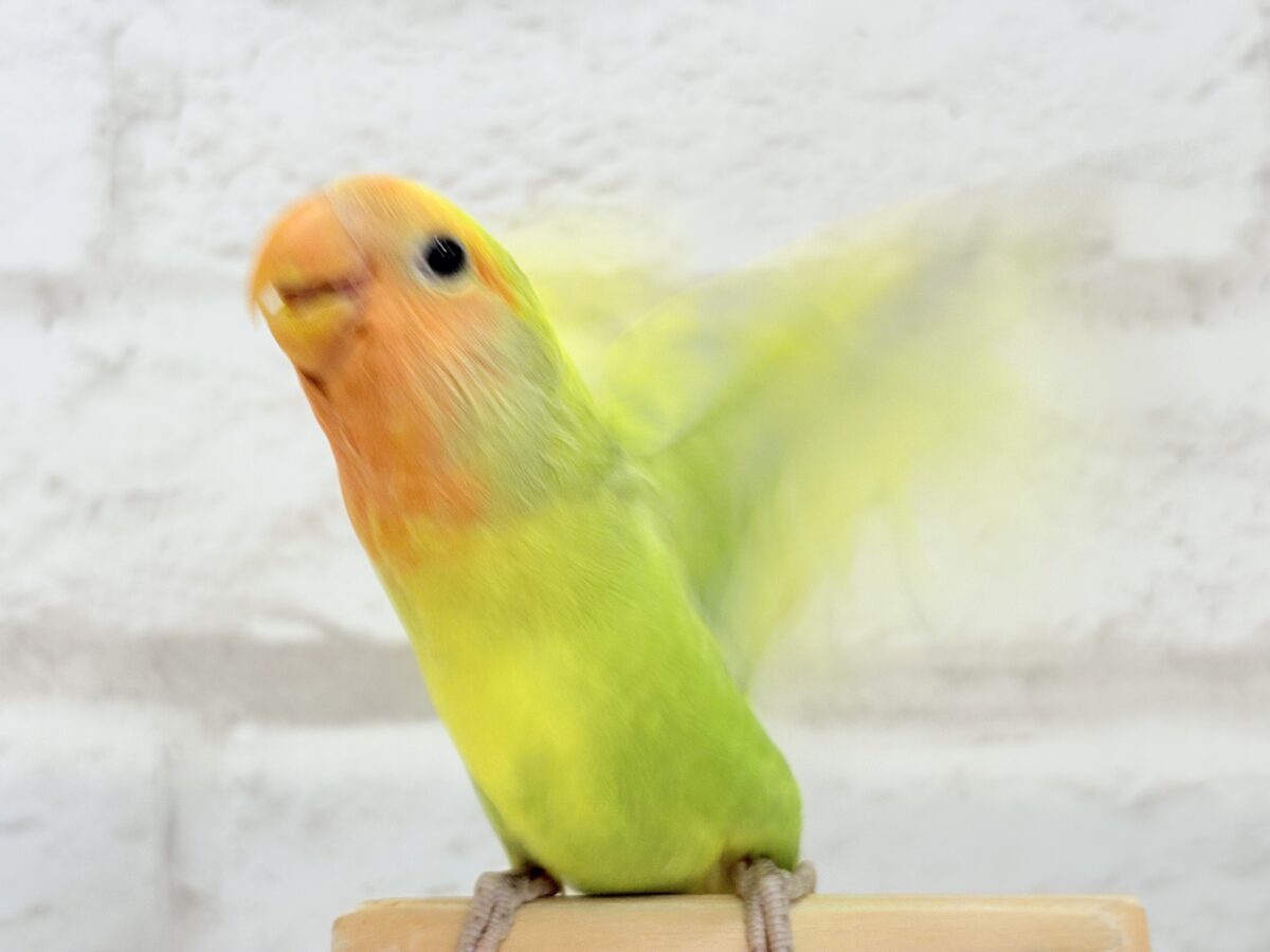 コザクラインコ（小桜インコ）