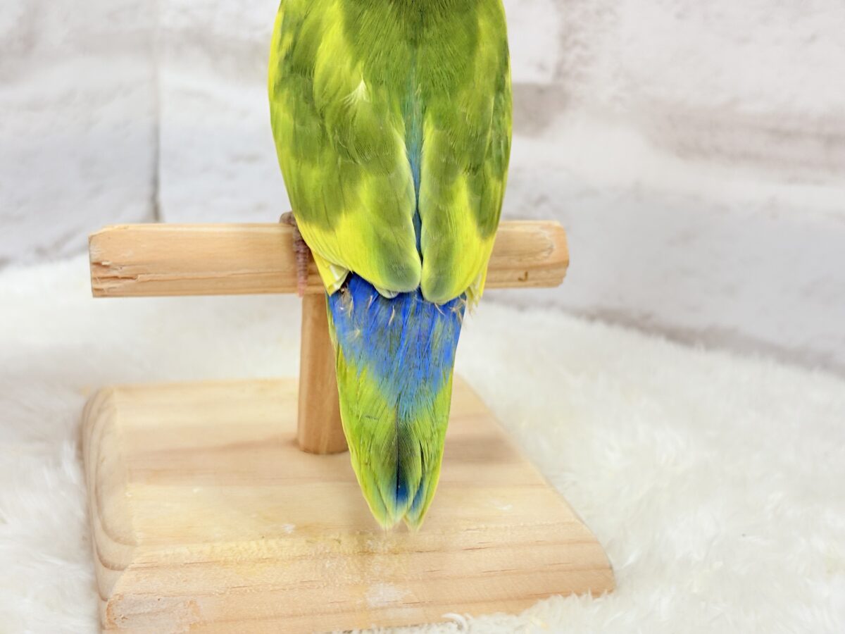 コザクラインコ（小桜インコ）