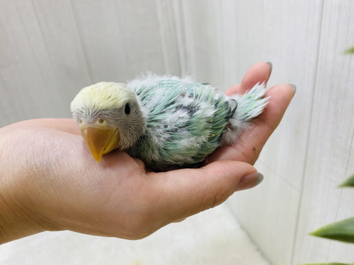 コザクラインコ（小桜インコ）