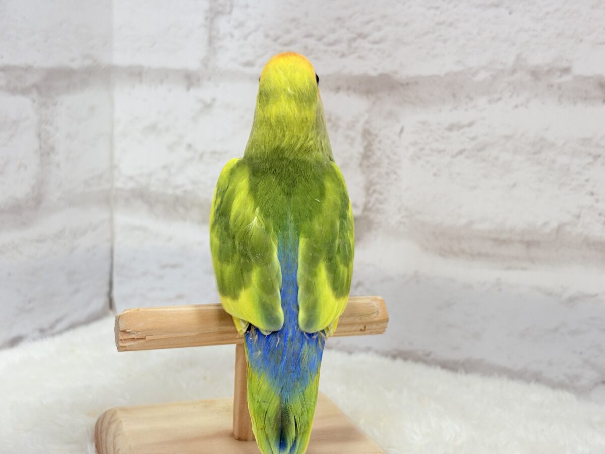 コザクラインコ（小桜インコ）