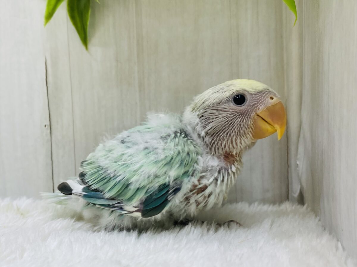 コザクラインコ（小桜インコ）