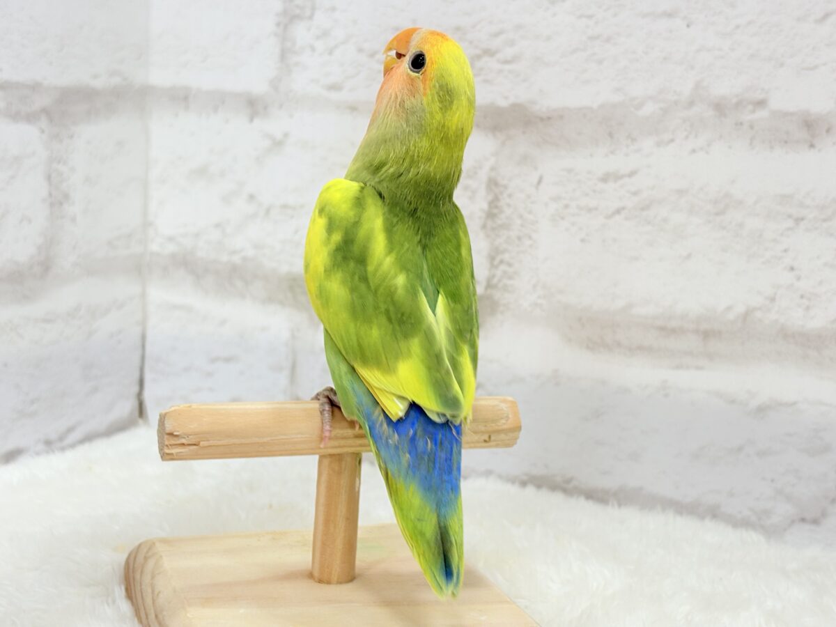 【最新画像・動画更新🪄】きゅるるんおめめのハッピーコザたん🐣💐コザクラインコ(タイガーチェリー) ヒナ コザクラインコ(小桜インコ)