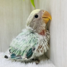✨エメラルドグリーンに輝く💎淡くてステキなコザクラインコがやって来ましたよ〜！！