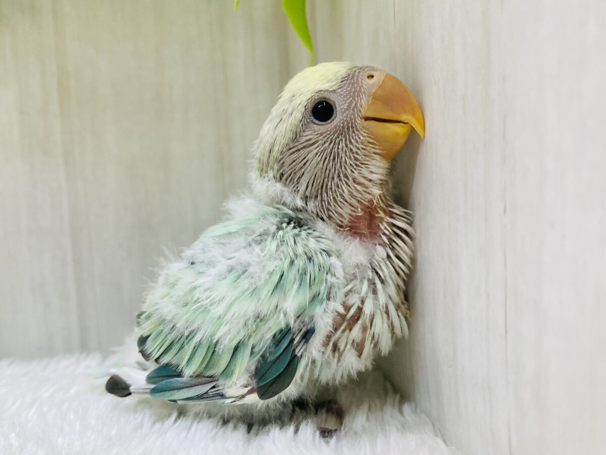 ✨エメラルドグリーンに輝く💎淡くてステキなコザクラインコがやって来ましたよ〜！！