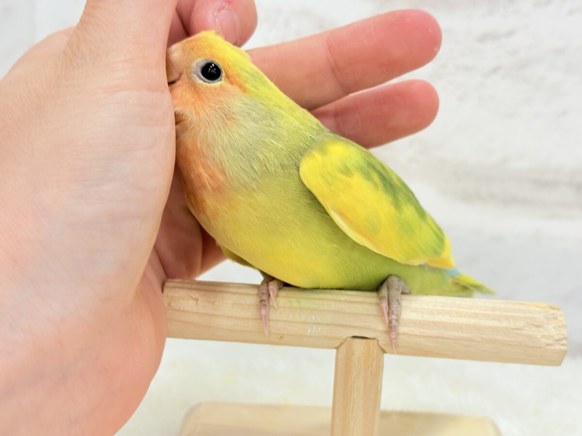 コザクラインコ（小桜インコ）