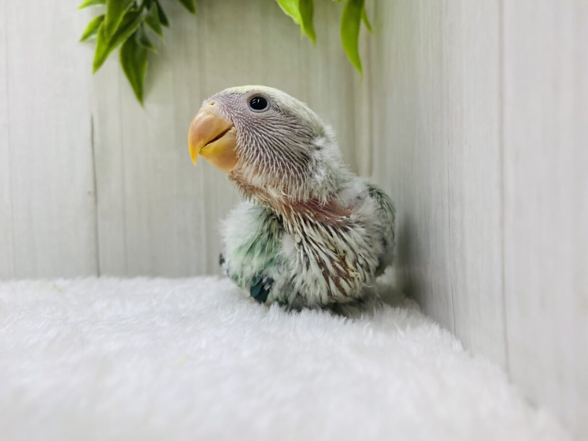コザクラインコ（小桜インコ）
