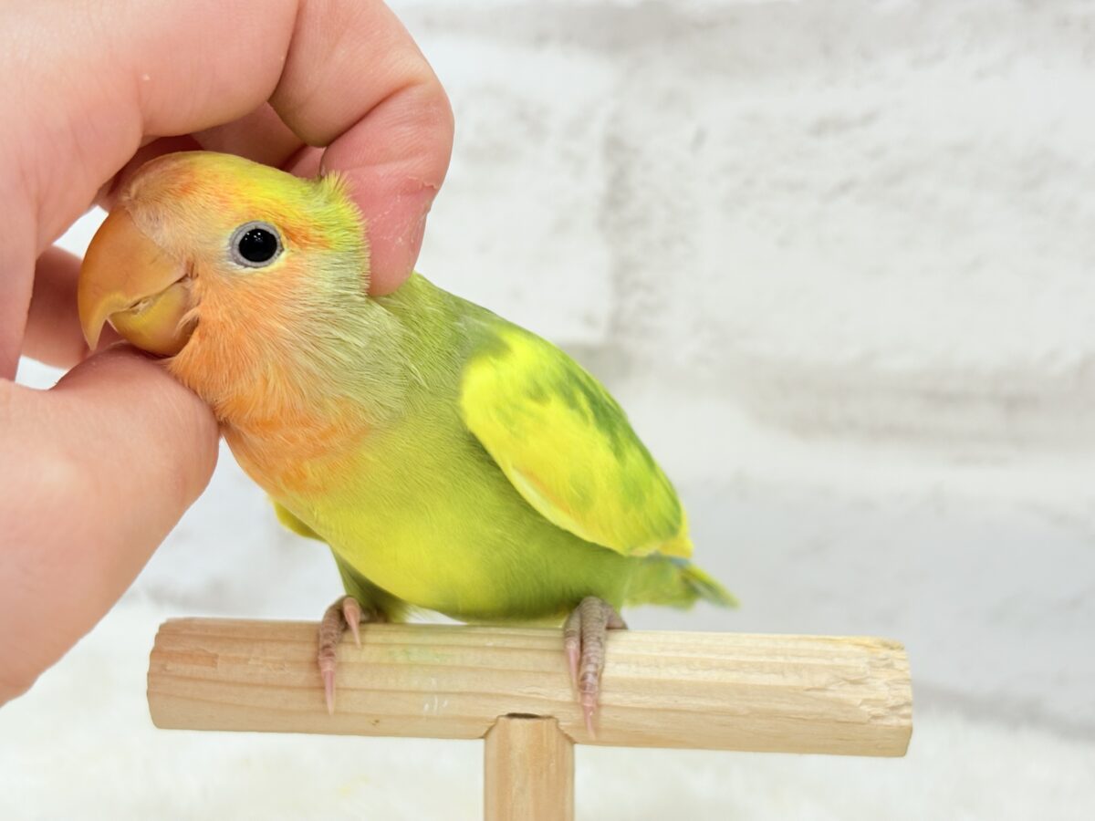 コザクラインコ（小桜インコ）