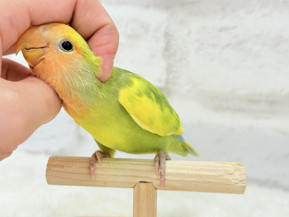 【最新画像・動画更新🪄】きゅるるんおめめのハッピーコザたん🐣💐コザクラインコ(タイガーチェリー) ヒナ コザクラインコ(小桜インコ)