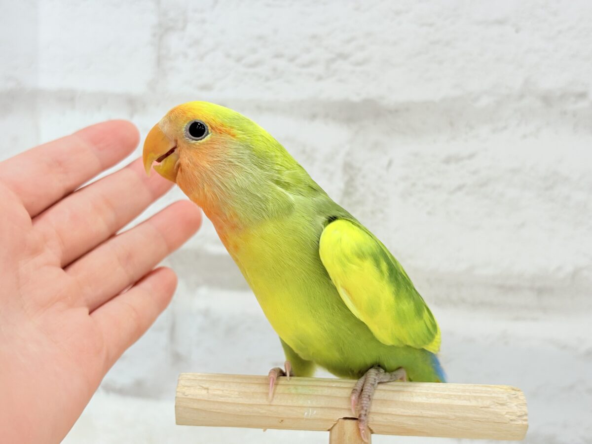 コザクラインコ（小桜インコ）