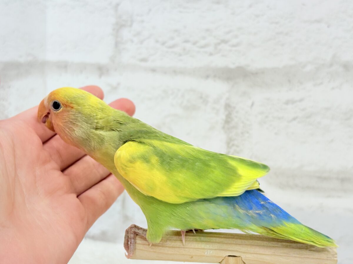コザクラインコ（小桜インコ）