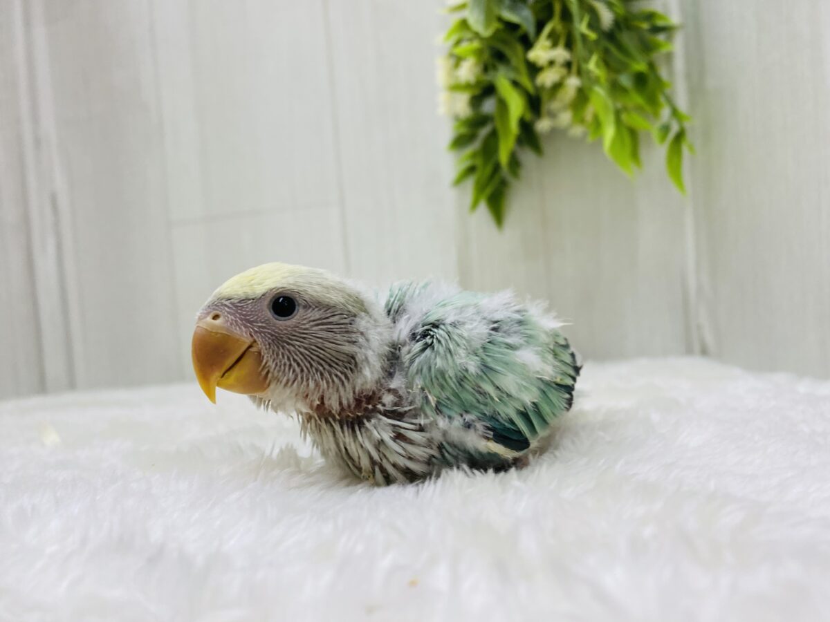 コザクラインコ（小桜インコ）