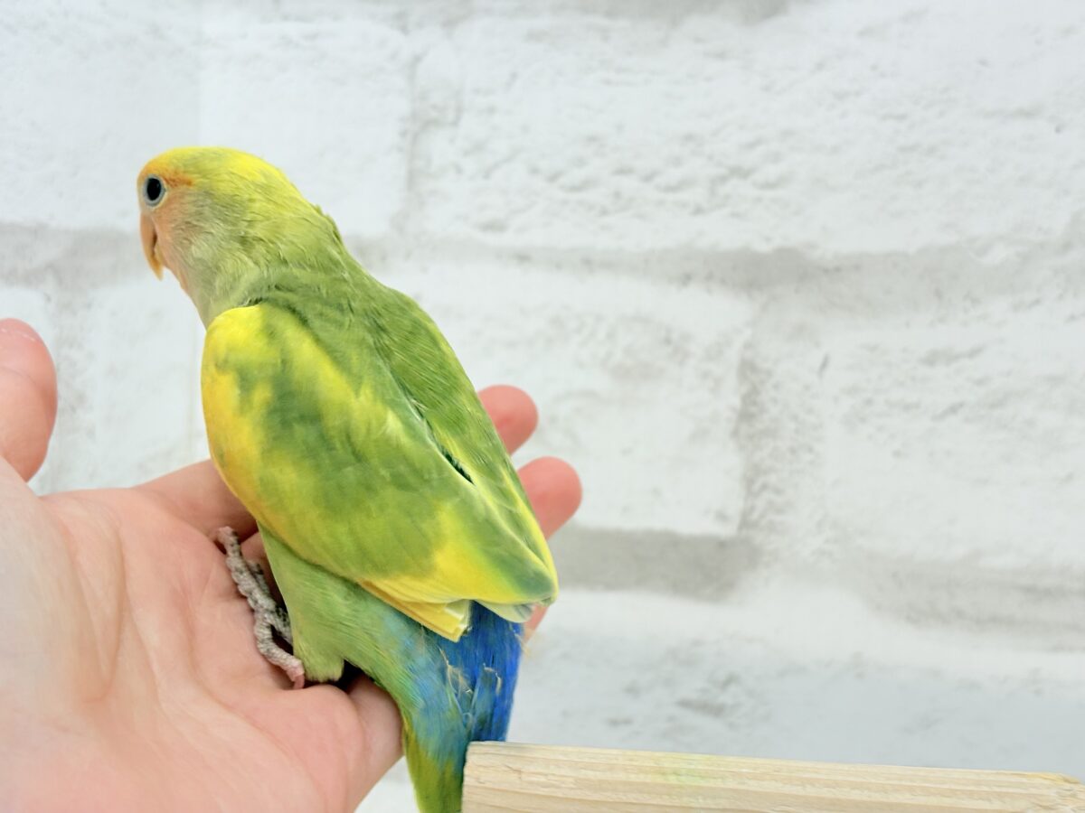 コザクラインコ（小桜インコ）